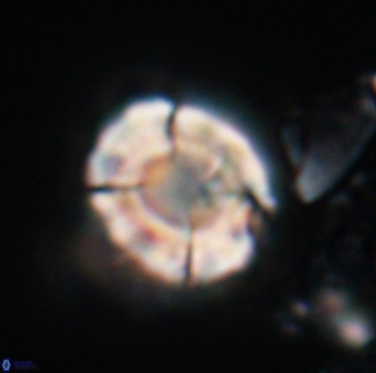 Calculites kratiras 16611