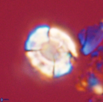 Calculites kratiras 16612