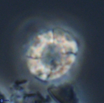 Calculites kratiras 16623