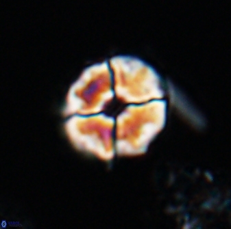 Calculites kratiras 16736