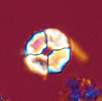 Calculites kratiras 16737