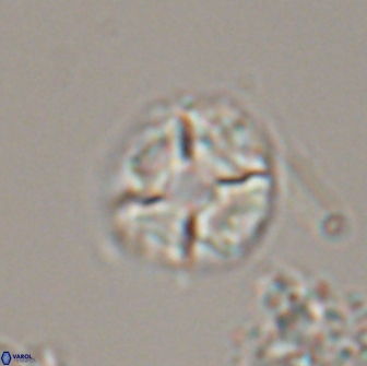 Calculites kratiras 16738