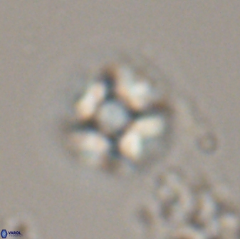 Calculites kratiras 16739