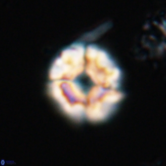 Calculites kratiras 16732