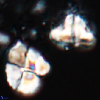 Calculites rhachis 16802