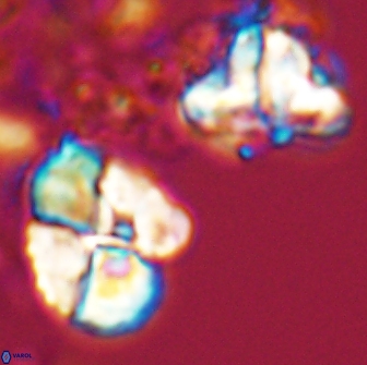 Calculites rhachis 16806