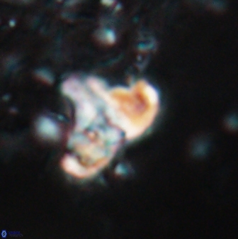 Calculites spp 16930