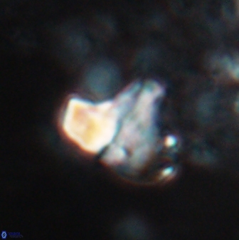 Calculites spp 16932