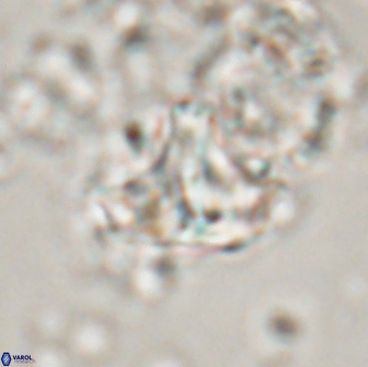 Calculites spp 16934