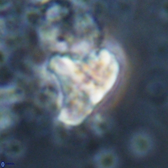 Calculites spp 16936