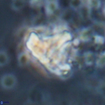 Calculites spp 16937