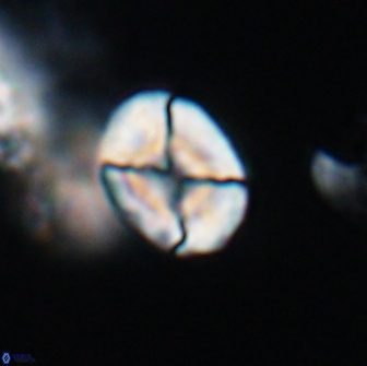 Calculites tetraplevros 18790