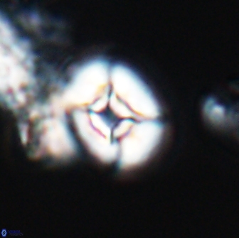 Calculites tetraplevros 18792