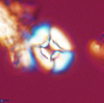 Calculites tetraplevros 18793