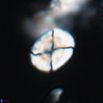 Calculites tetraplevros 18796