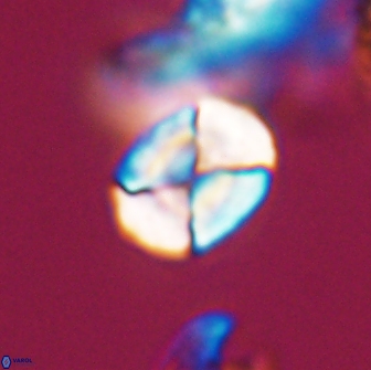 Calculites tetraplevros 18797