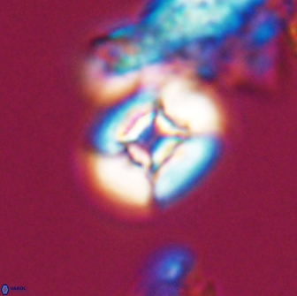 Calculites tetraplevros 18798