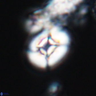 Calculites tetraplevros 18799