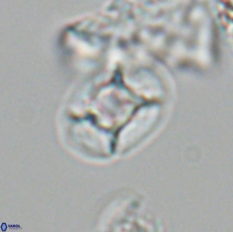 Calculites tetraplevros 18800