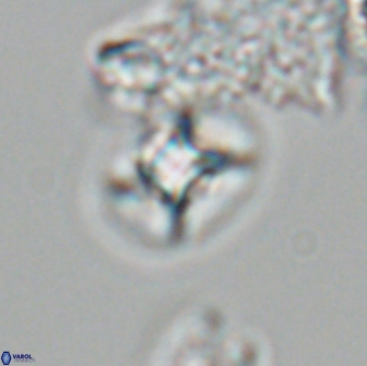 Calculites tetraplevros 18801