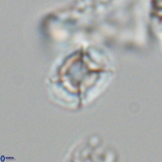 Calculites tetraplevros 18802