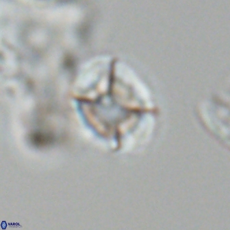 Calculites tetraplevros 18804