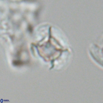 Calculites tetraplevros 18805