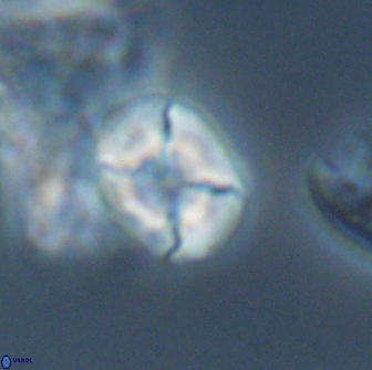 Calculites tetraplevros 18807