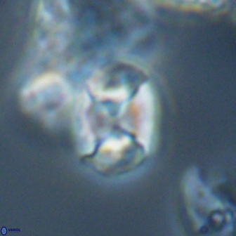 Calculites tetraplevros 18809