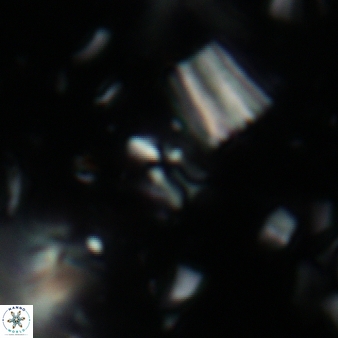 Caracomia arctica 55