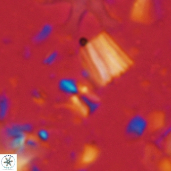 Caracomia arctica 56