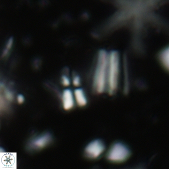 Caracomia arctica 57