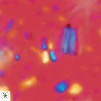 Caracomia arctica 58