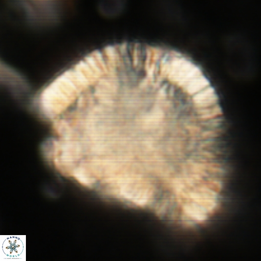 Caracomia arctica 327