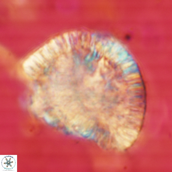 Caracomia arctica 328