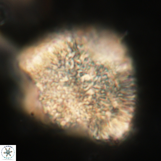 Caracomia arctica 330