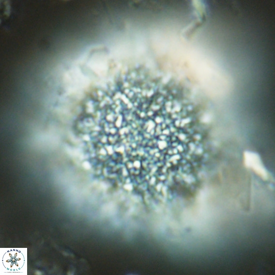 Caracomia arctica VR 08642