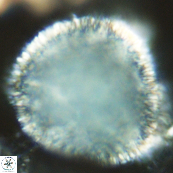 Caracomia arctica VR 08643
