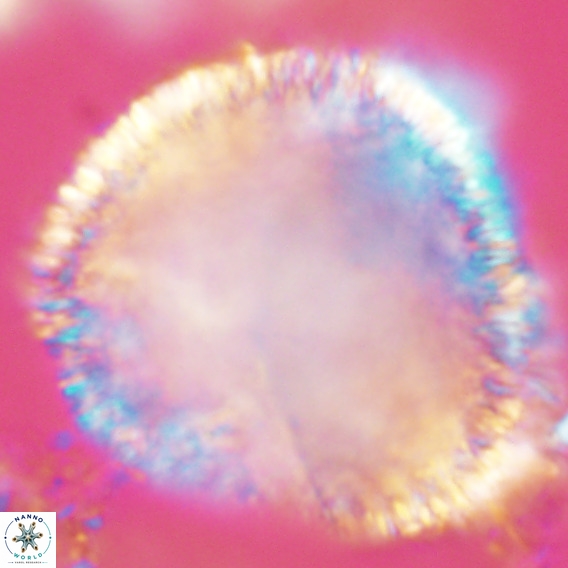 Caracomia arctica VR 08644