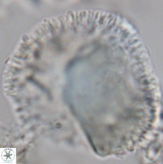 Caracomia arctica VR 08645