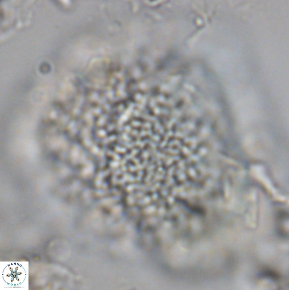 Caracomia arctica VR 08646