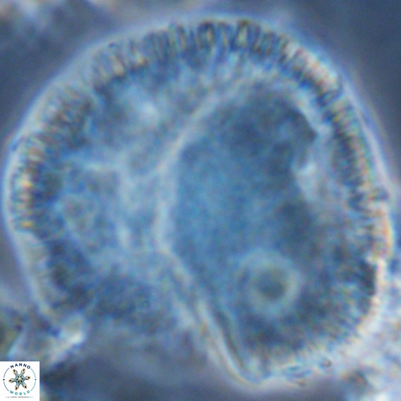 Caracomia arctica VR 08647