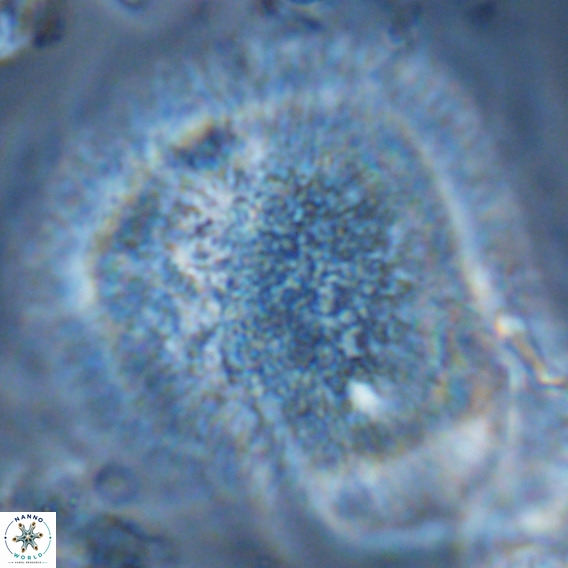 Caracomia arctica VR 08648