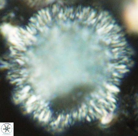Caracomia arctica VR 08898