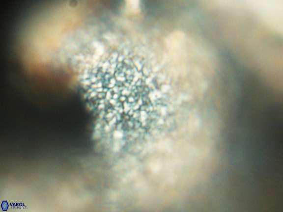 Caracomia arctica VR 08949