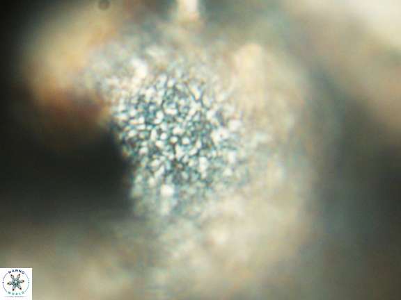 Caracomia arctica VR 08949