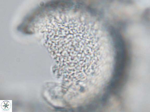 Caracomia arctica VR 08952
