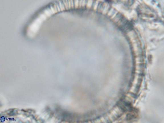 Caracomia arctica VR 08953