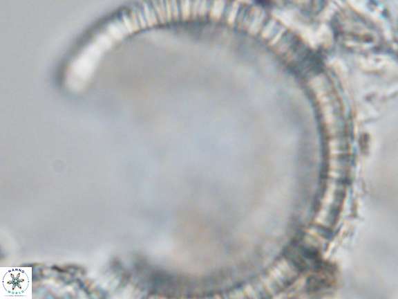 Caracomia arctica VR 08953