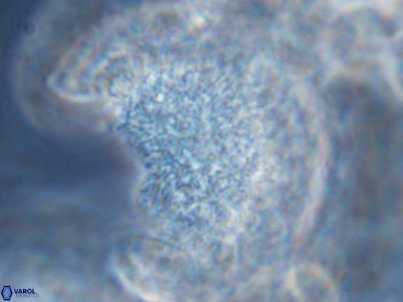 Caracomia arctica VR 08956